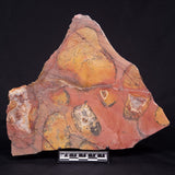PILBARIA PERPLEXA STROMATOLITE, Australia ZPP013