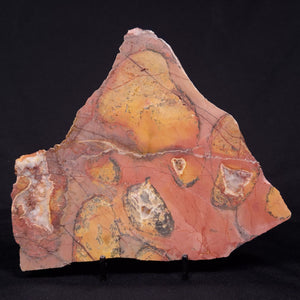 Pilbaria perplexa