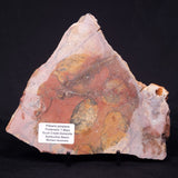 PILBARIA PERPLEXA STROMATOLITE, Australia ZPP013