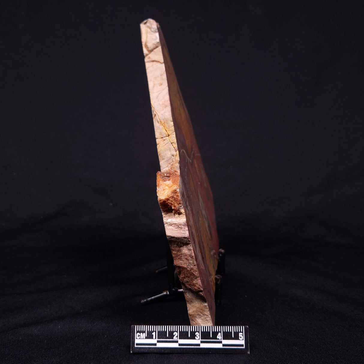 PILBARIA PERPLEXA STROMATOLITE, Australia ZPP013