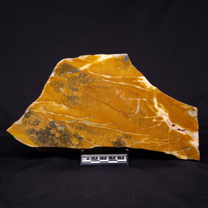 PILBARIA PERPLEXA STROMATOLITE, Australia ZPP014