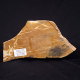 PILBARIA PERPLEXA STROMATOLITE, Australia ZPP014