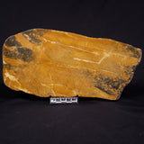 PILBARIA PERPLEXA STROMATOLITE, Australia ZPP015