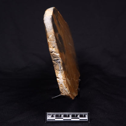 PILBARIA PERPLEXA STROMATOLITE, Australia ZPP015