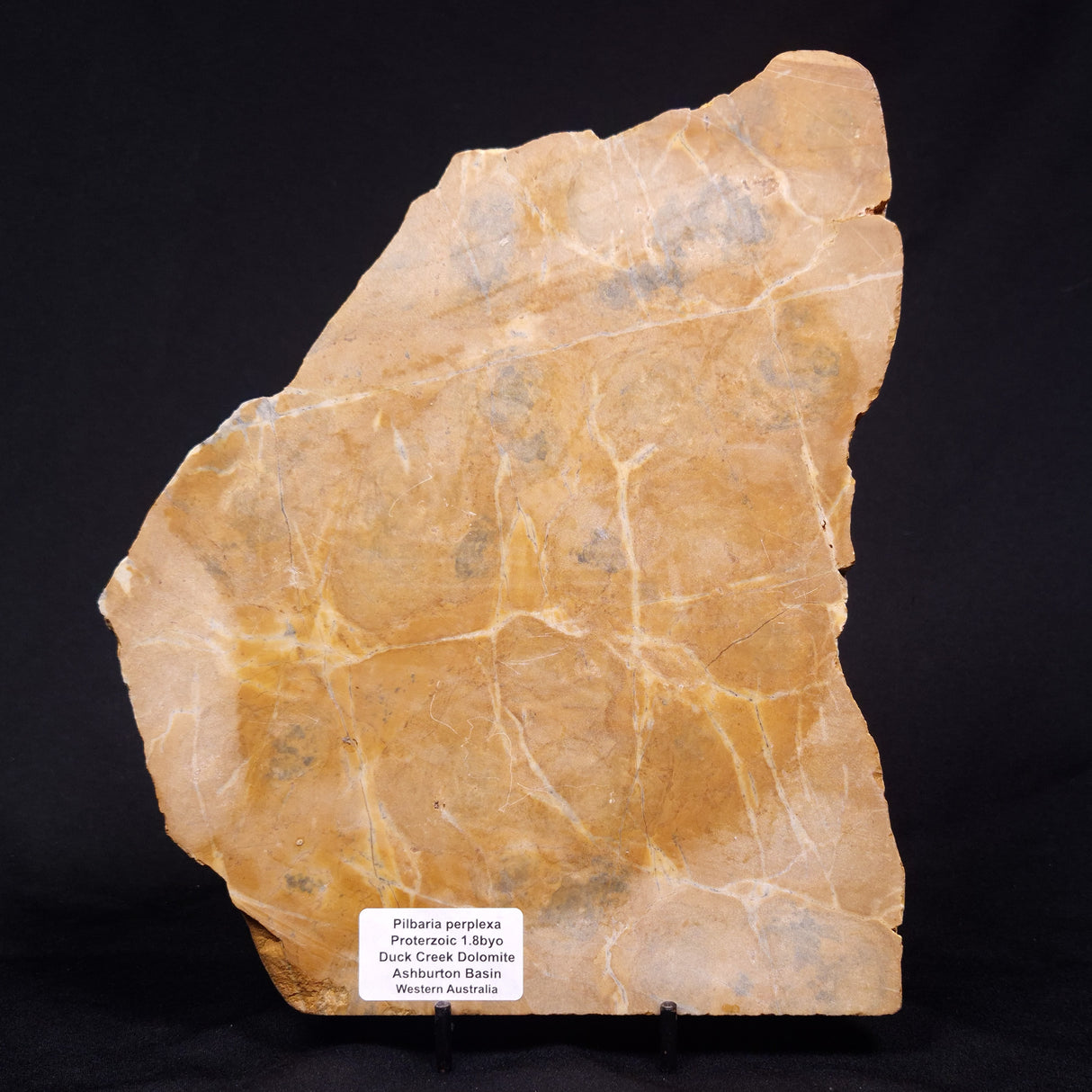 PILBARIA PERPLEXA STROMATOLITE, Australia ZPP016