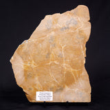 PILBARIA PERPLEXA STROMATOLITE, Australia ZPP016