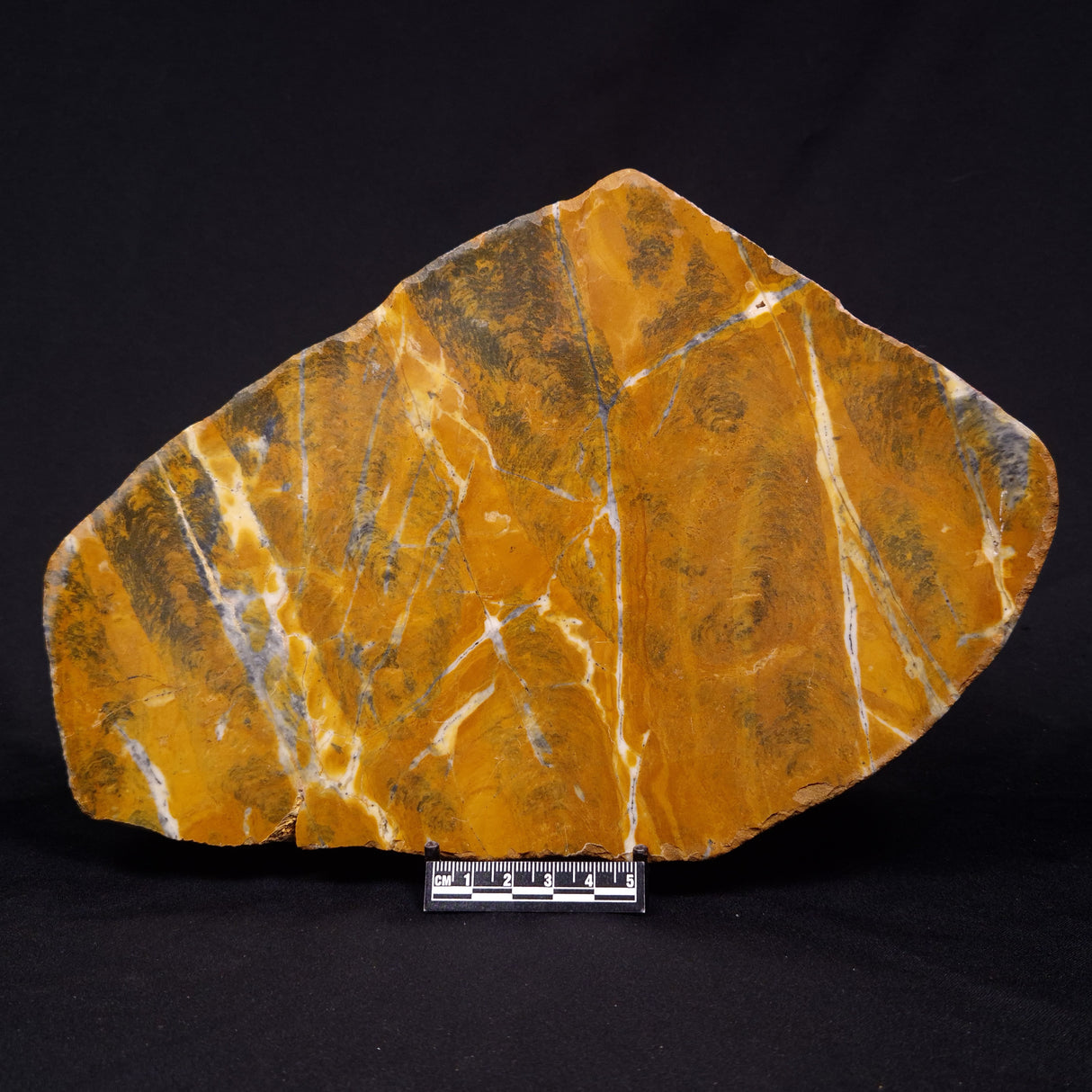 PILBARIA PERPLEXA STROMATOLITE, Australia ZPP017