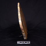 PILBARIA PERPLEXA STROMATOLITE, Australia ZPP017