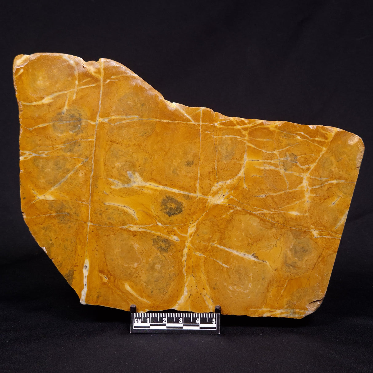 PILBARIA PERPLEXA STROMATOLITE, Australia ZPP018