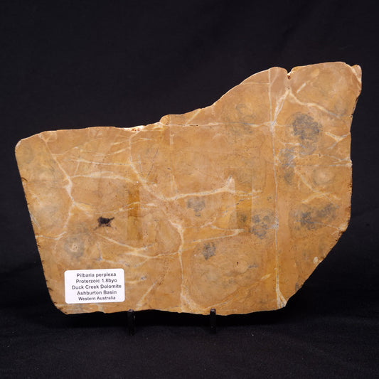 PILBARIA PERPLEXA STROMATOLITE, Australia ZPP018