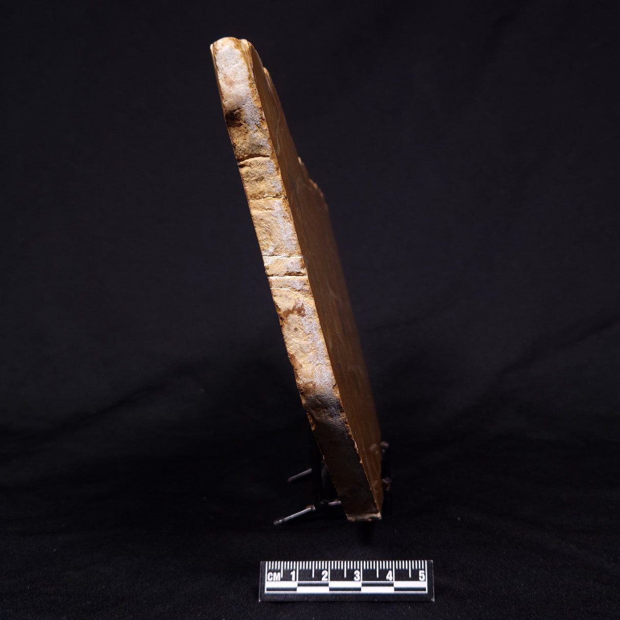 PILBARIA PERPLEXA STROMATOLITE, Australia ZPP018