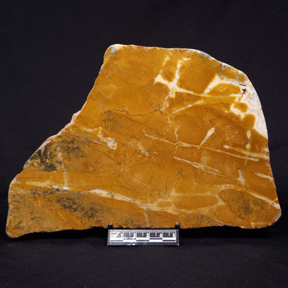 PILBARIA PERPLEXA STROMATOLITE, Australia ZPP019