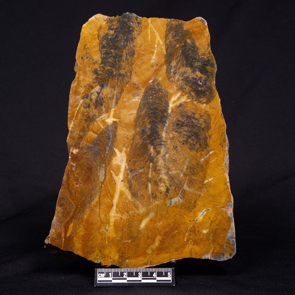 PILBARIA PERPLEXA STROMATOLITE, Australia ZPP020