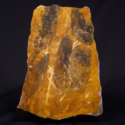 PILBARIA PERPLEXA STROMATOLITE, Australia ZPP020