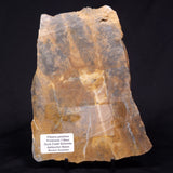 PILBARIA PERPLEXA STROMATOLITE, Australia ZPP020