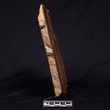 PILBARIA PERPLEXA STROMATOLITE, Australia ZPP020