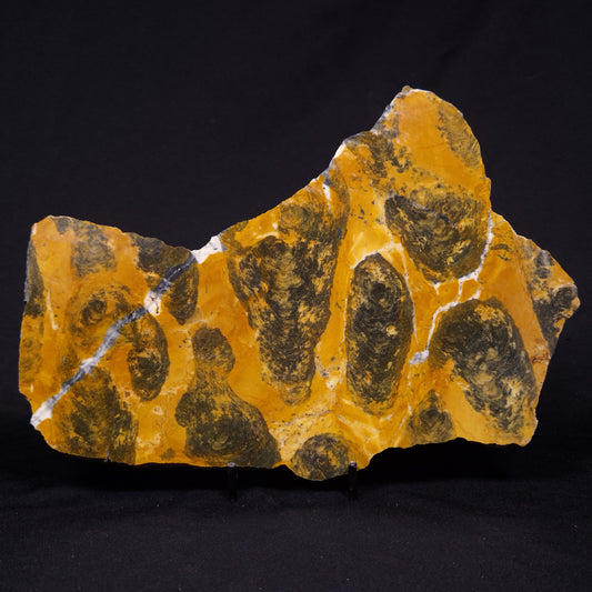 PILBARIA PERPLEXA STROMATOLITE, Australia ZPP021