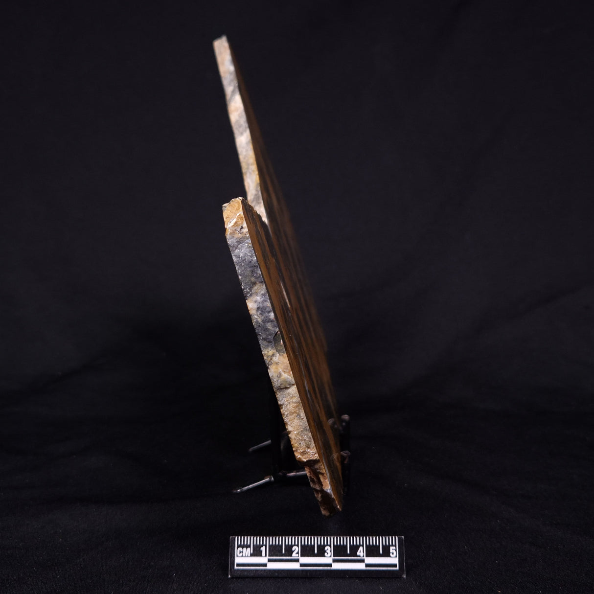 PILBARIA PERPLEXA STROMATOLITE, Australia ZPP021