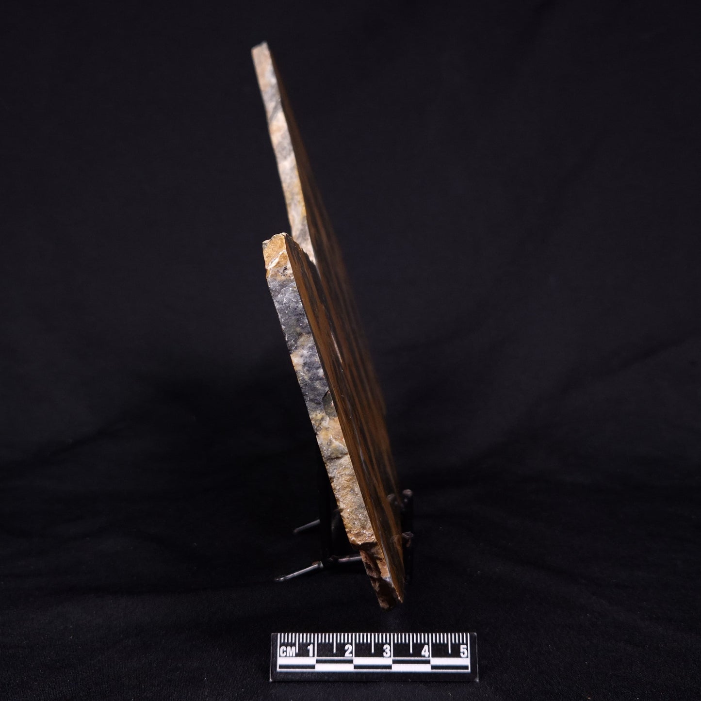 PILBARIA PERPLEXA STROMATOLITE, Australia ZPP021