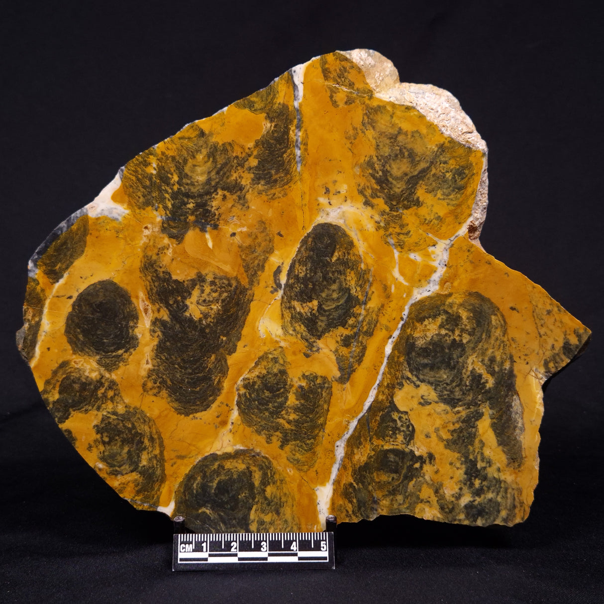 PILBARIA PERPLEXA STROMATOLITE, Australia ZPP022