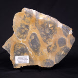 PILBARIA PERPLEXA STROMATOLITE, Australia ZPP022