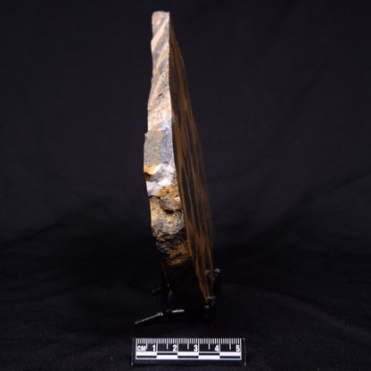 PILBARIA PERPLEXA STROMATOLITE, Australia ZPP022