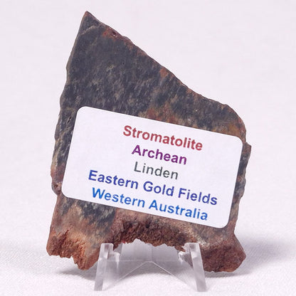 STROMATOLITE, Archean, Australia ZSL027