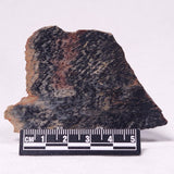 STROMATOLITE, Archean, Australia ZSL028