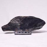 STROMATOLITE, Archean, Australia ZSL031