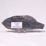 STROMATOLITE, Archean, Australia ZSL031