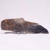 STROMATOLITE, Archean, Australia ZSL033