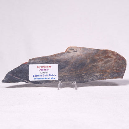 STROMATOLITE, Archean, Australia ZSL033