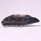 STROMATOLITE, Archean, Australia ZSL035