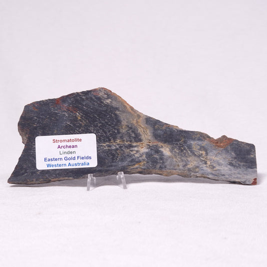 STROMATOLITE, Archean, Australia ZSL036