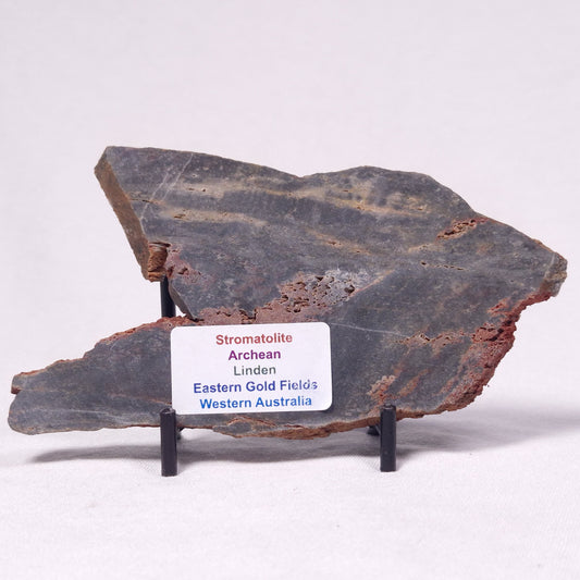STROMATOLITE, Archean, Australia ZSL037