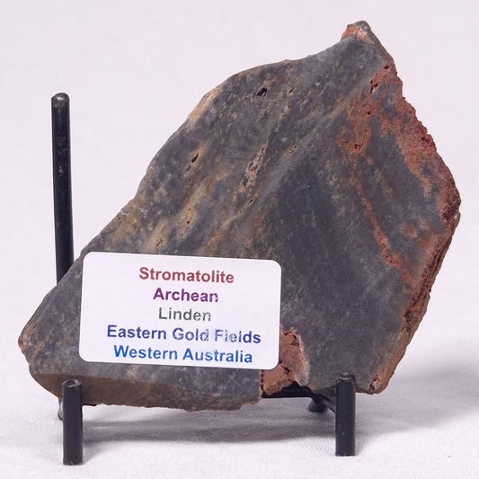 STROMATOLITE, Archean, Australia ZSL038