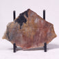 STROMATOLITE, Archean, Australia ZSL041