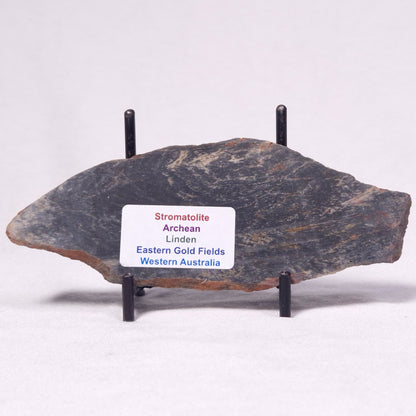 STROMATOLITE, Archean, Australia ZSL042