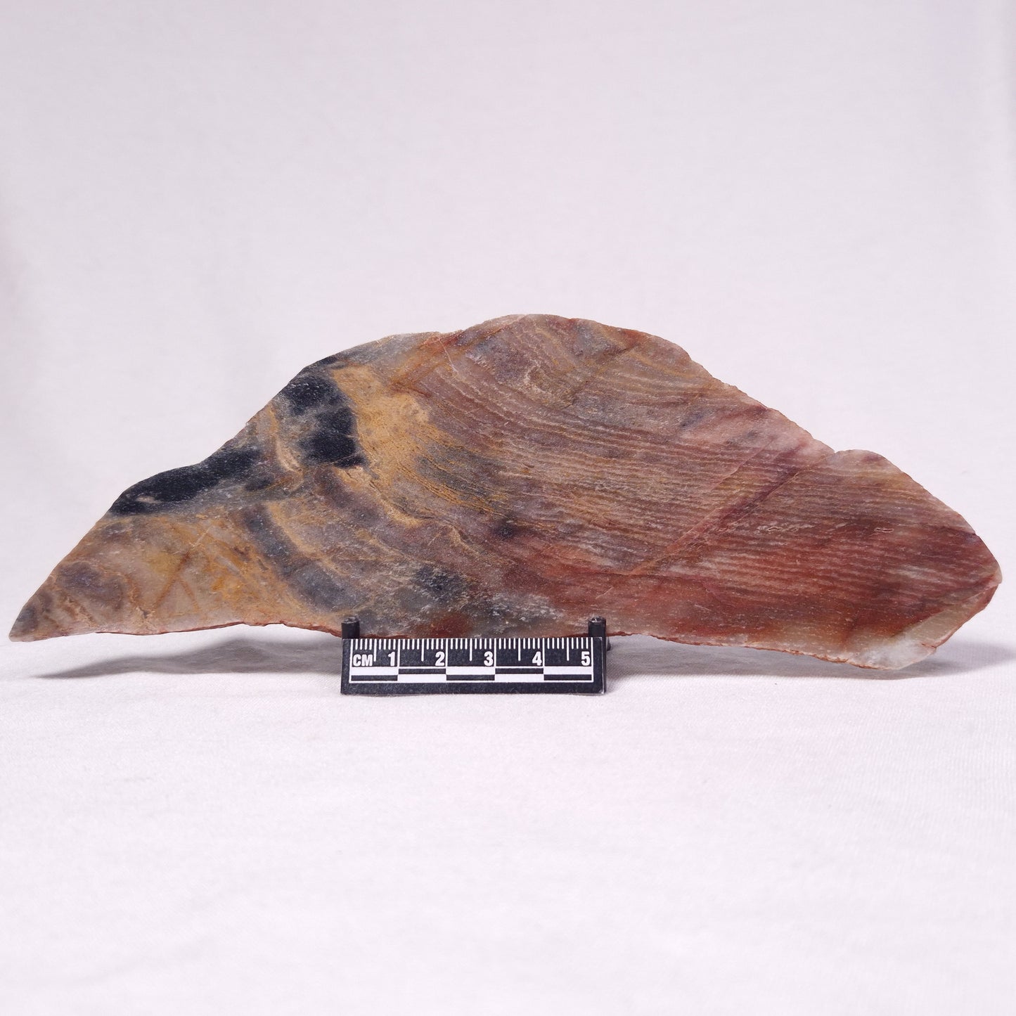 STROMATOLITE, Archean, Australia ZSL043