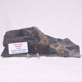 STROMATOLITE, Archean, Australia ZSL045