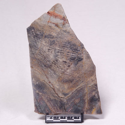 STROMATOLITE, Archean, Australia ZSL046