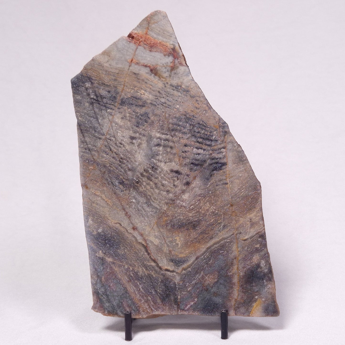 STROMATOLITE, Archean, Australia ZSL046