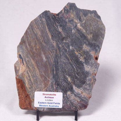 STROMATOLITE, Archean, Australia ZSL049