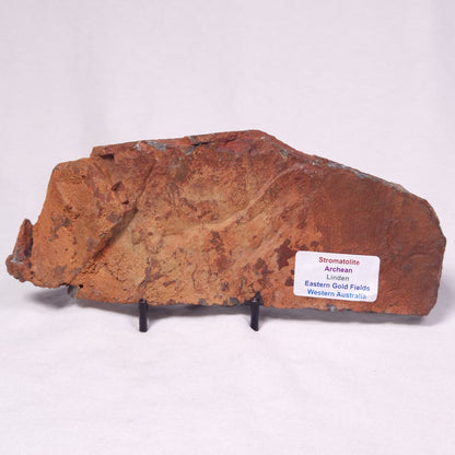 STROMATOLITE, Archean, Australia ZSL050