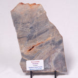 STROMATOLITE, Archean, Australia ZSL055