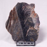 STROMATOLITE, Archean, Australia ZSL056