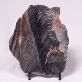 STROMATOLITE, Archean, Australia ZSL056