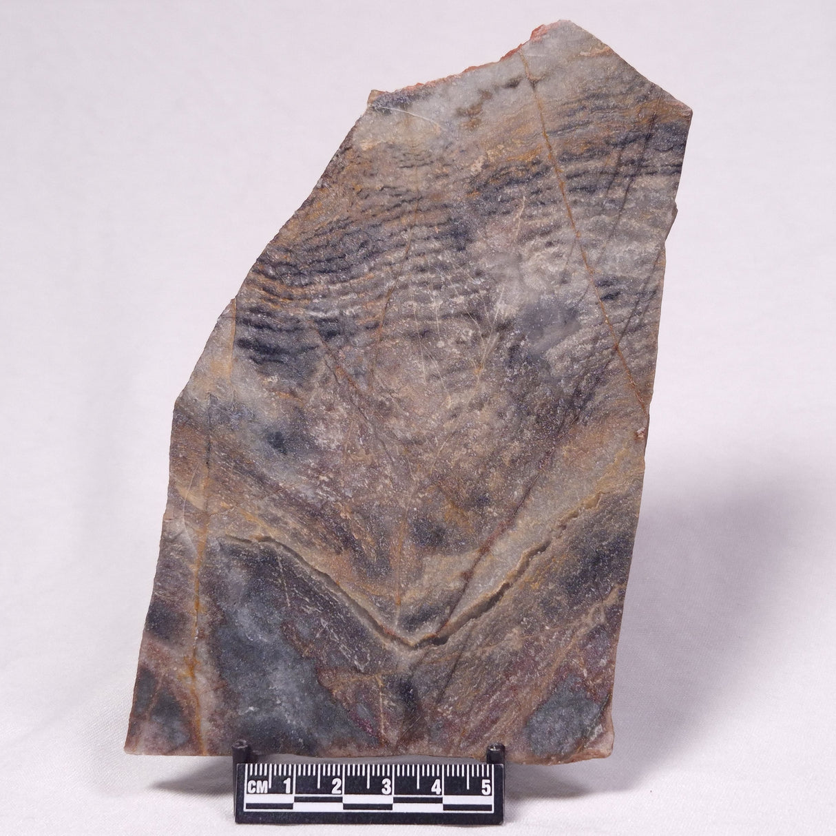 STROMATOLITE, Archean, Australia ZSL057