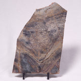 STROMATOLITE, Archean, Australia ZSL057