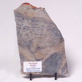 STROMATOLITE, Archean, Australia ZSL057